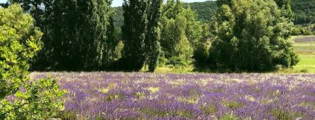 Ferme des Lavandes
