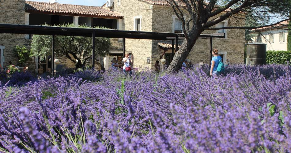 Musée de la Lavande Luberon@Musée de la Lavande Luberon