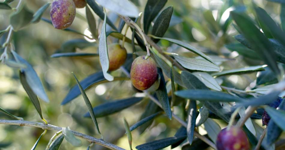 Olive mill itinerary - Le Clos des Jeannons Mill in Gordes@Droits libres principale