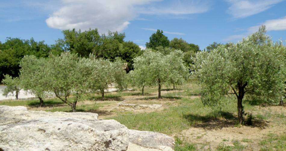 Olive Oill Mill - Clos des Jeannons@Droits gérés Coll. Clos des Jeannons