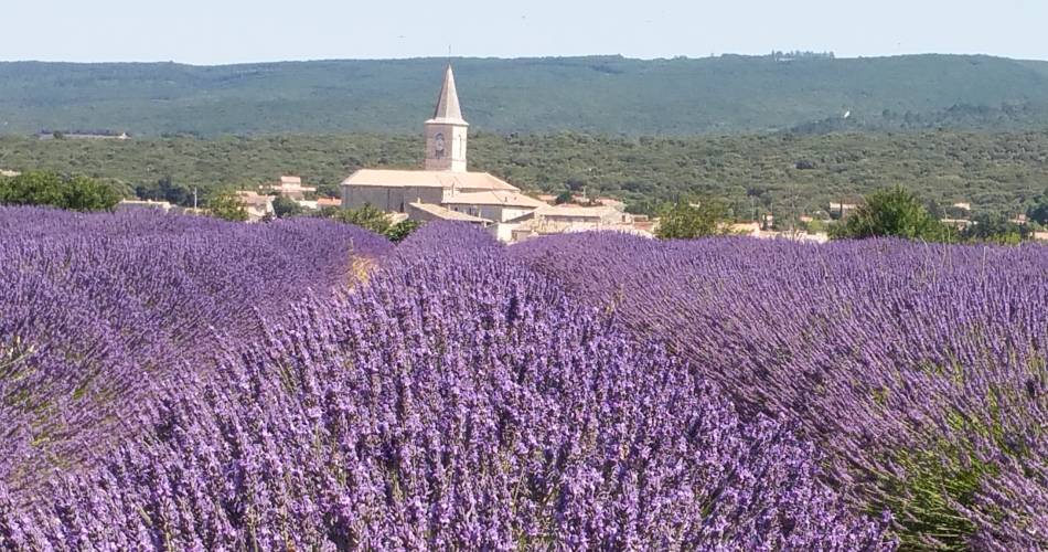 Provence Rêverie@Provence Rêverie