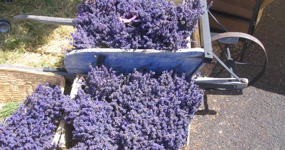 Lavender Festival@otmontbrun