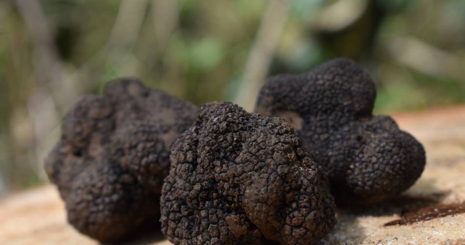 Truffle stay at Mont Ventoux@Image by Didier from Pixabay