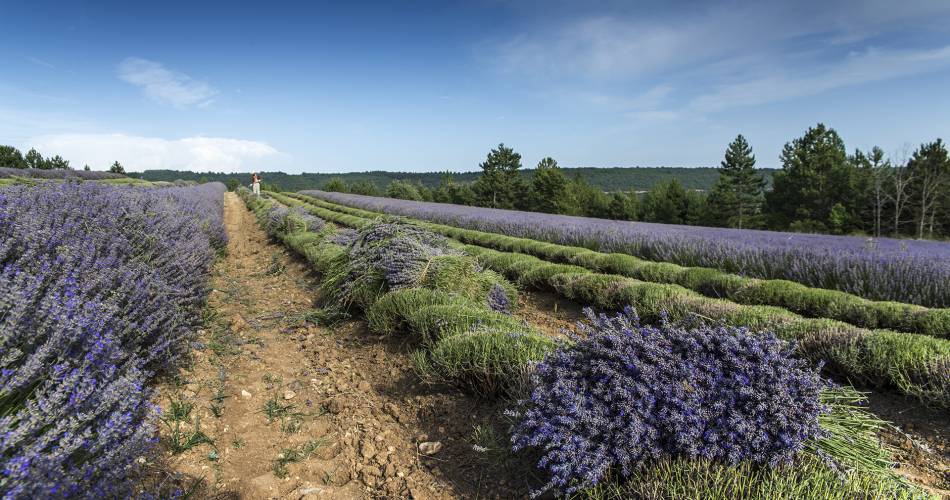 GAEC Distillerie Vallon des Lavandes@S.Masse