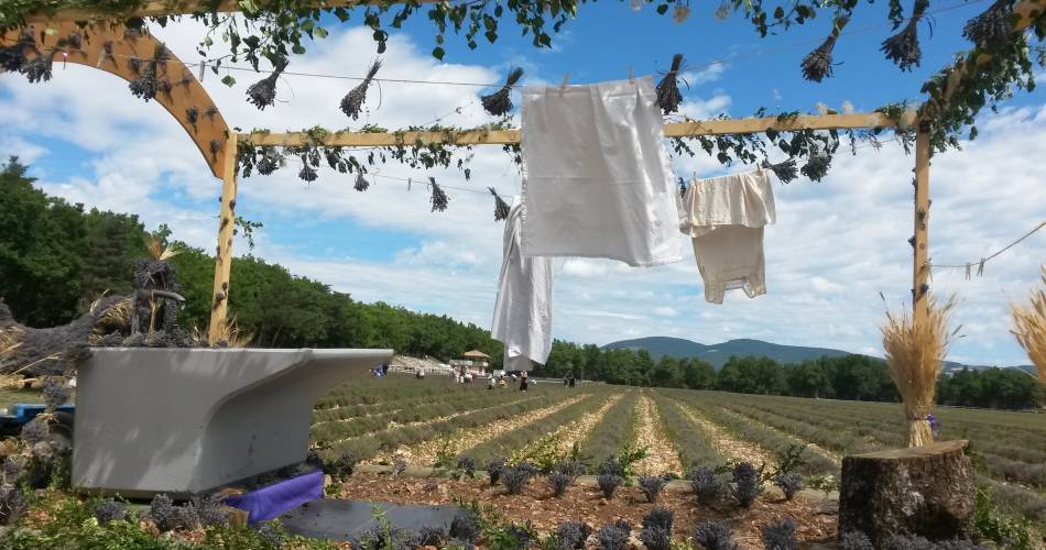 Lavender Celebration@OTI Ventoux Sud