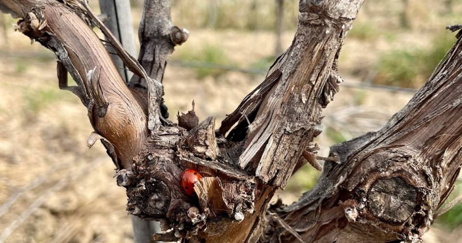 Domaine de Fenouillet@Domaine de Fenouillet