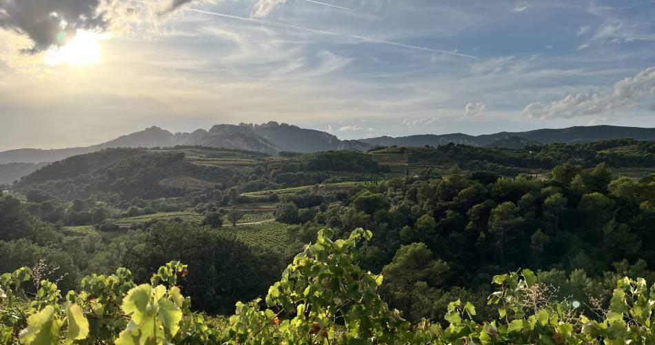 Domaine Font Sante@Droits gérés Rougon