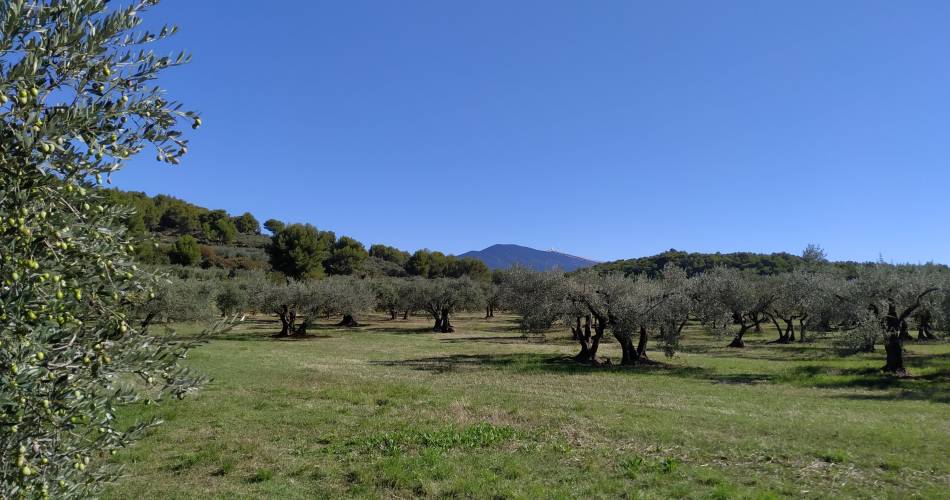 Comtat Oil Mill@Moulin du Comtat