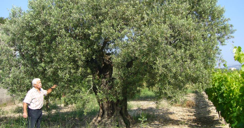 Comtat Oil Mill@Isabelle Casamayou