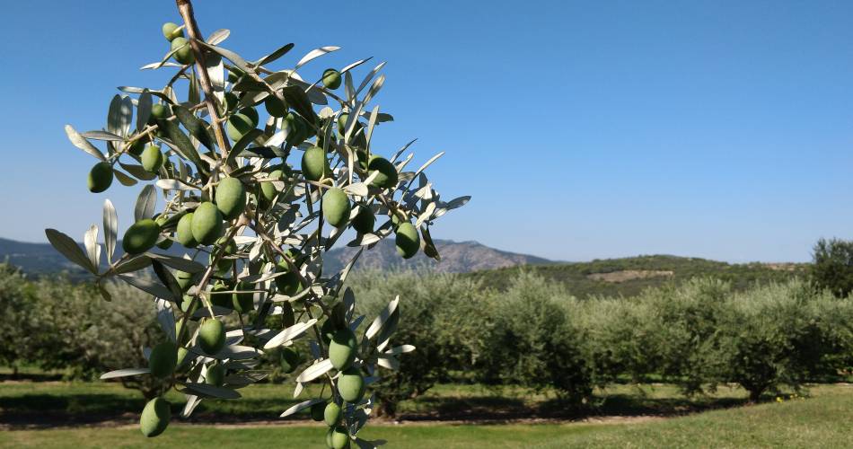 Gîte Bellevue@Gîte Bellevue à Malaucène