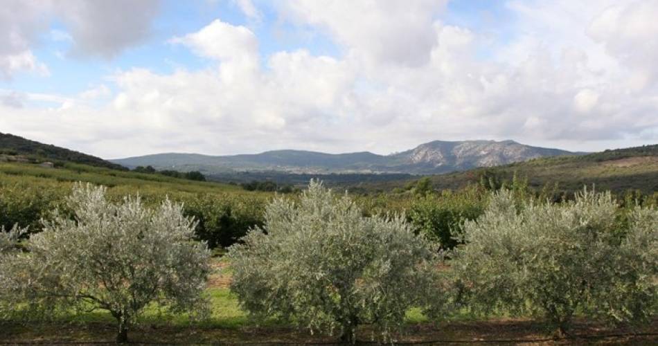 Gîte Bellevue@Gîte Bellevue à Malaucène