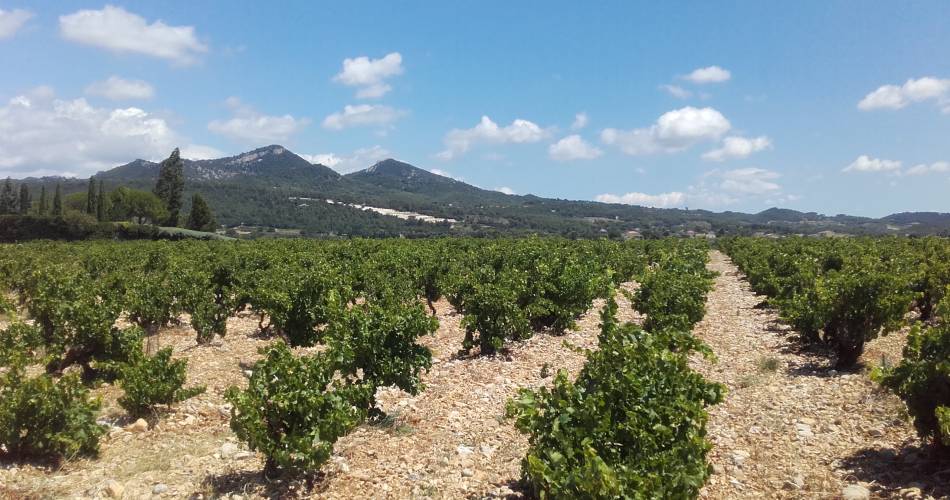 Fußwanderung - Tour durch die Weinfelder von Vacqueyras@Jessica Voeux