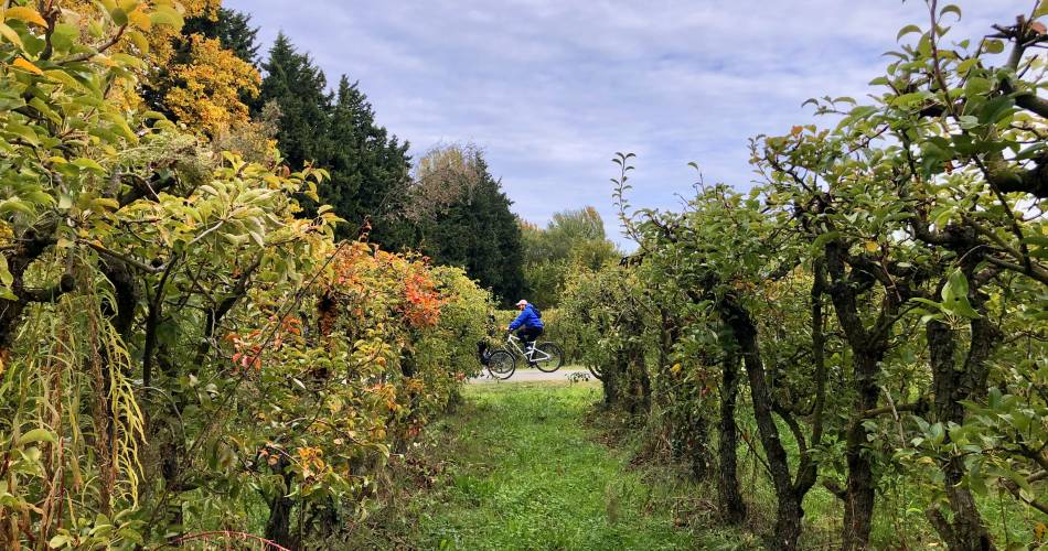 12 - Entre vignobles et vergers@Isle sur la Sorgue Tourisme