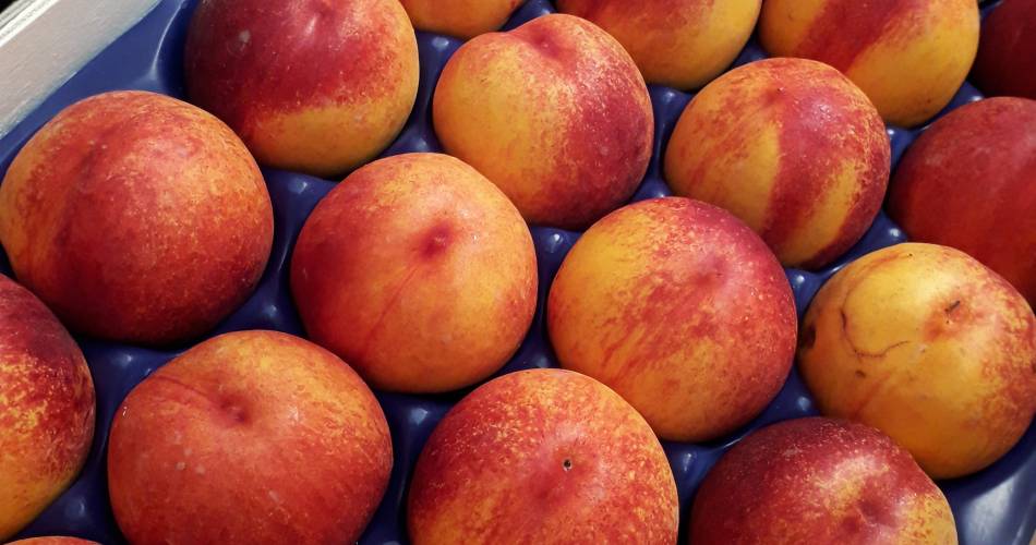 Les Fruits du Campredon@Les Fruits du Campredon