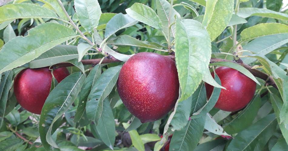 Les Fruits du Campredon@Les Fruits du Campredon