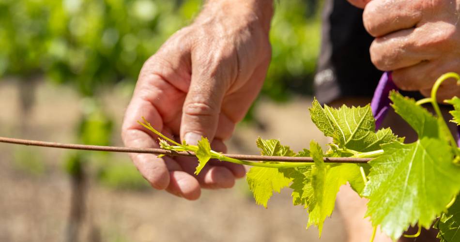 Domaine du Bois de Saint Jean@Clotilde Arnaud