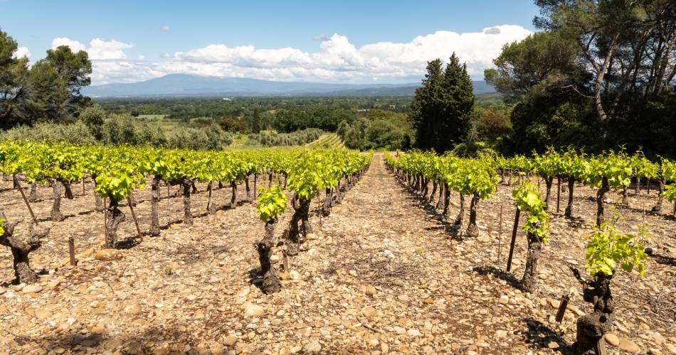 Domaine du Bois de Saint Jean@Clotilde Arnaud