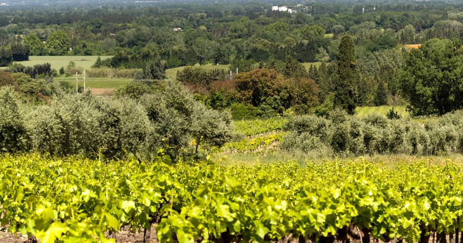 Domaine du Bois de Saint Jean@Clotilde Arnaud