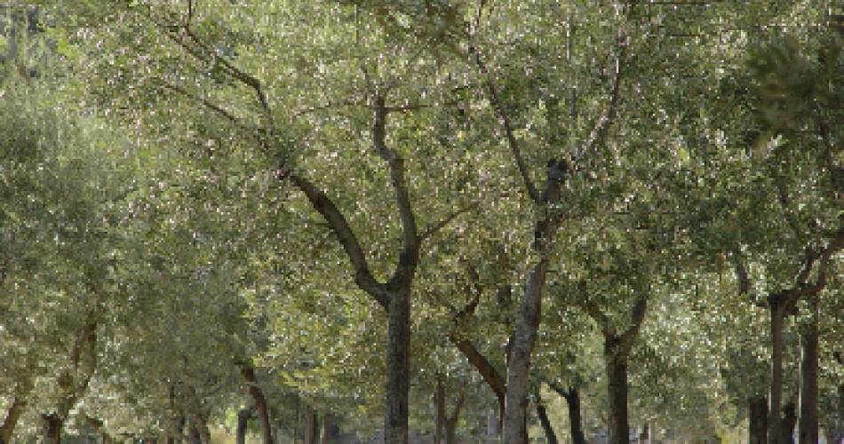 Les Oliviers@Jean-Michel Hermet-Challessin