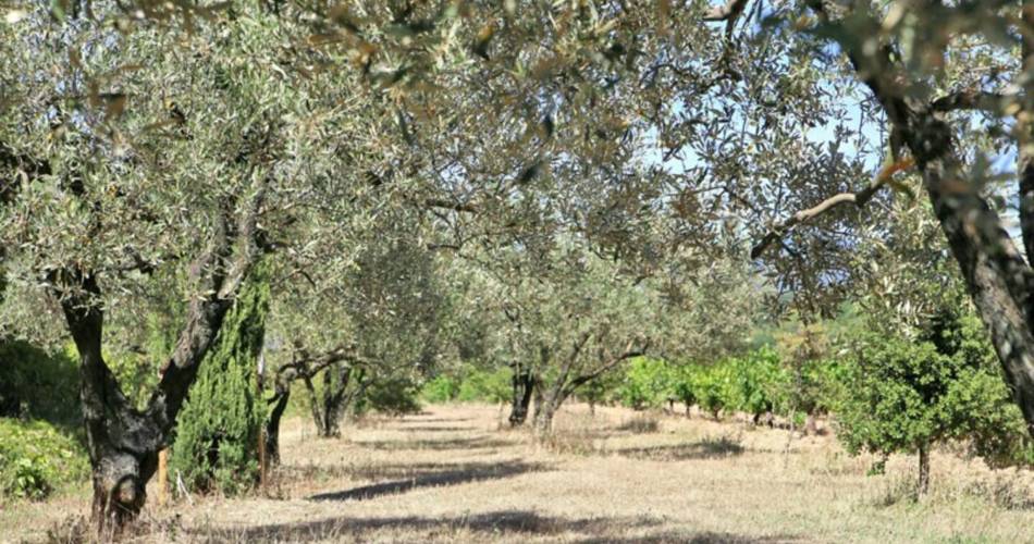 La Glycine Ensoleillée : Gites en Provence@efabre