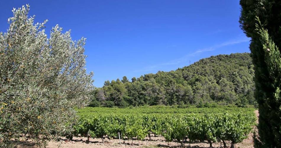 La Glycine Ensoleillée : Gites en Provence@efabre