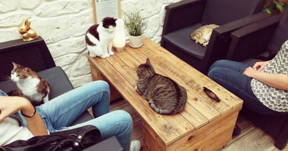 La Compagnie des Chats@©lacompagniedeschats