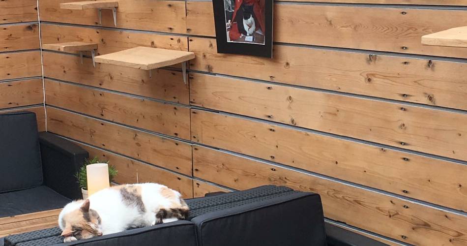 La Compagnie des Chats@©lacompagniedeschats