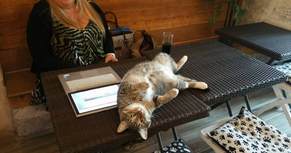 La Compagnie des Chats@©lacompagniedeschats