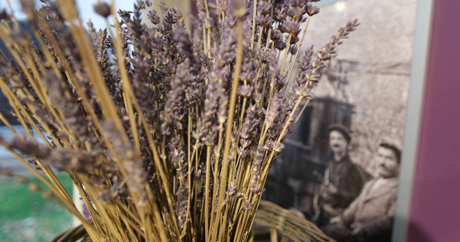 Le Château du Bois - Pure Lavendel@©otresson