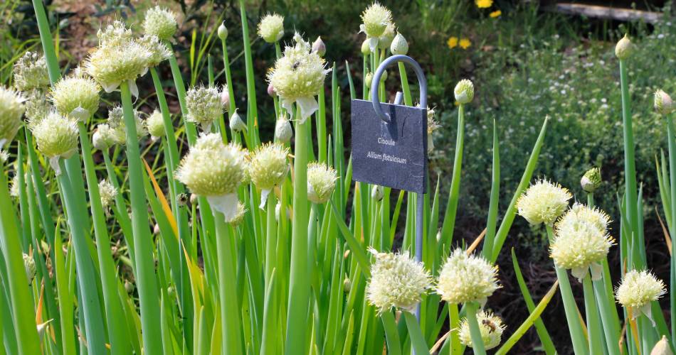 Botanischer Garten Domaine de la Citadelle@Coll. VPA / A. Hocquel