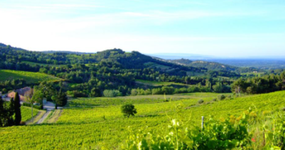 Vineyard trail at Clos de Caveau@Bungener - Clos de Caveau