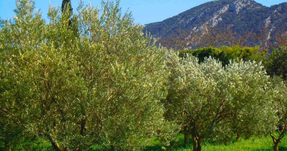 Domaine de Canfier - Huile d'olive biologique@C. Charvet