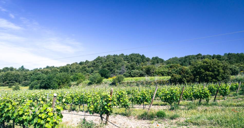 Carignan - Domaine des Peyre@AKTO