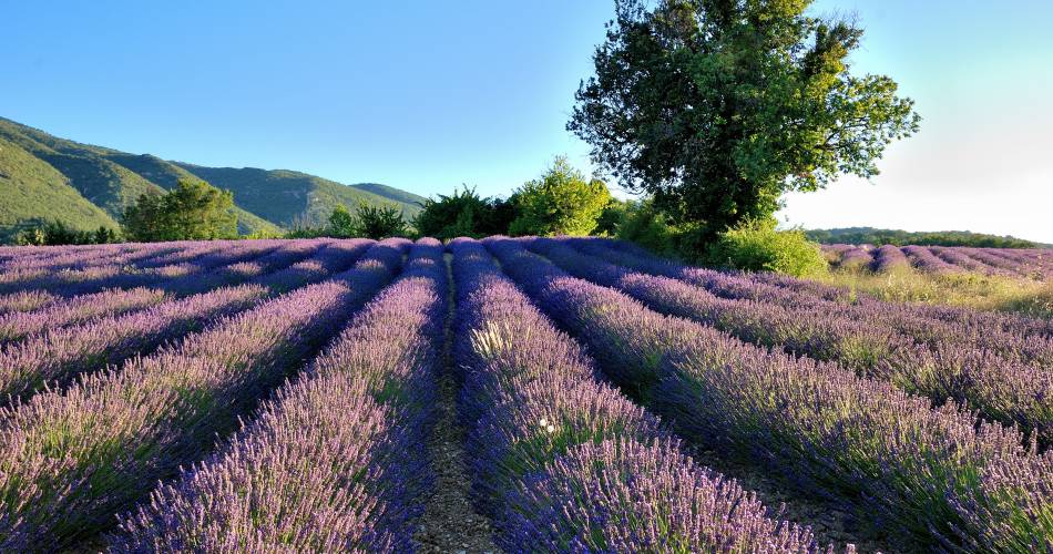 Les Jassines 4@MC MANGEOT