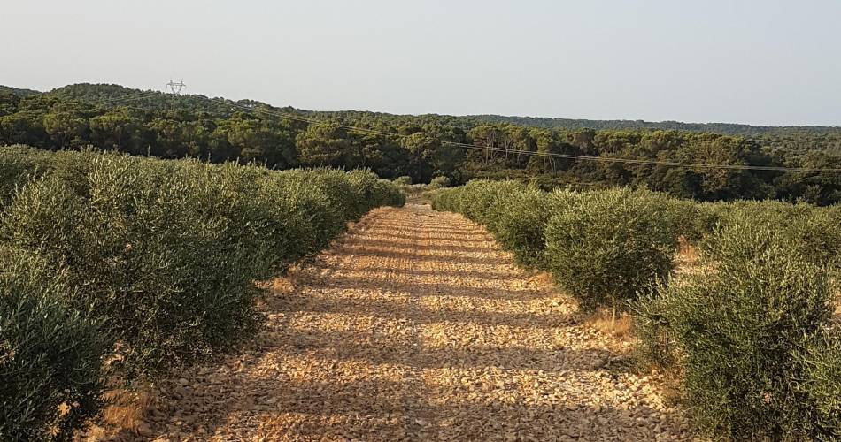 Les Oliviers de Maurice@© Les Oliviers de Maurice