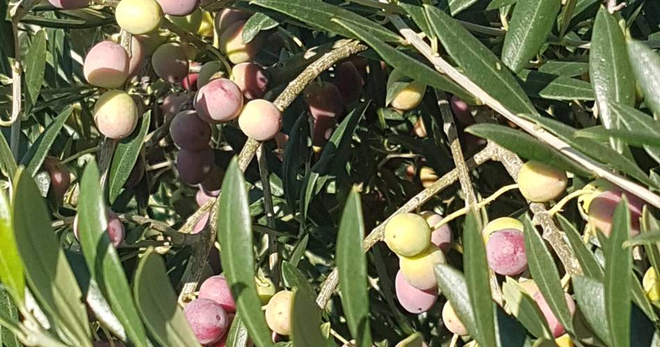 Les Oliviers de Maurice@© Les Oliviers de Maurice