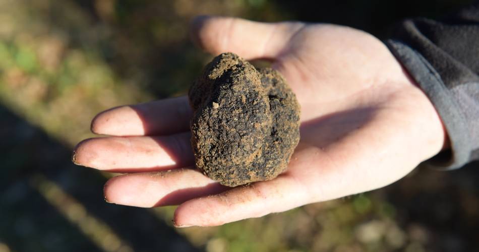 Espenon Truffles@Espenon truffe