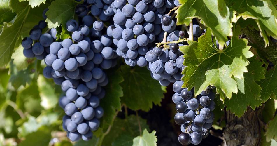 Domaine la Garrigue@Domaine la Garrigue