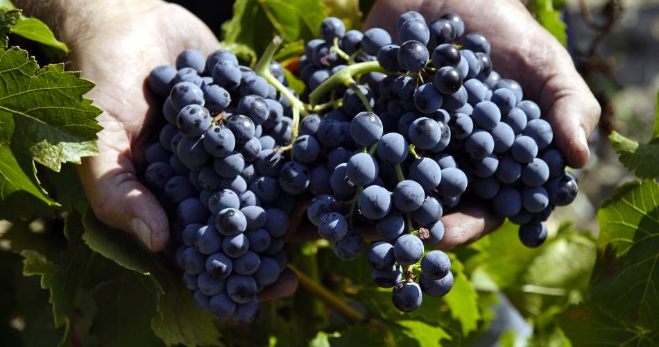 Domaine la Garrigue@Domaine la Garrigue