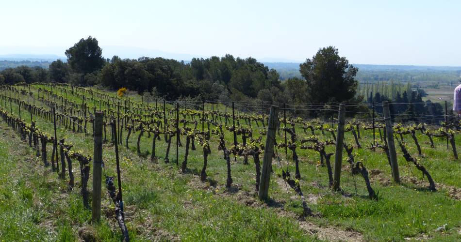 Kombination Essen & Wein auf dem Weingut Alain Ignace@Vignoble Alain Ignace