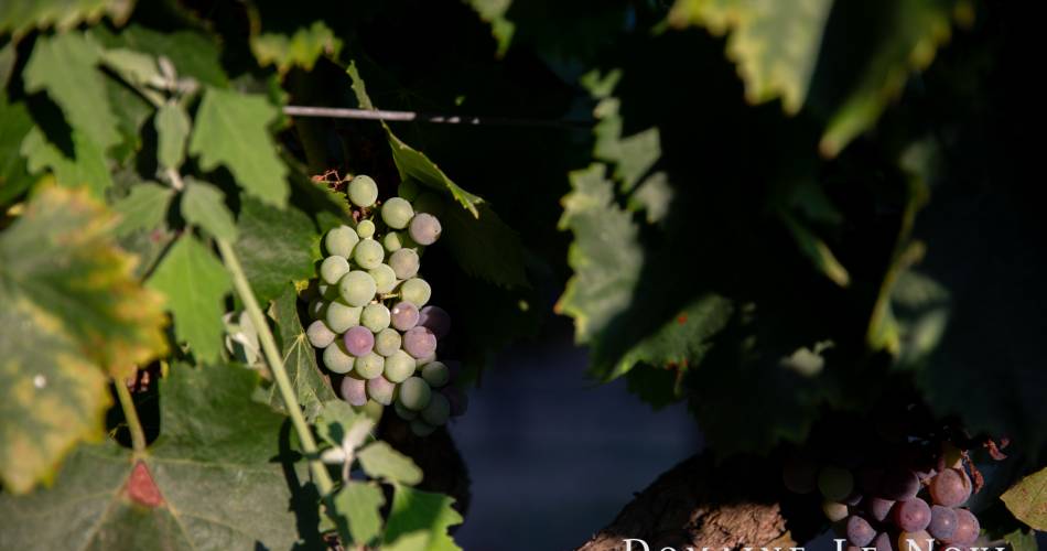 Domaine Le Novi@Domaine Le Novi