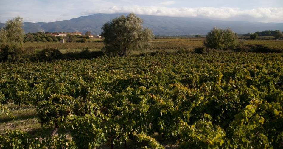 Domaine les Patys@Thierry Delassales