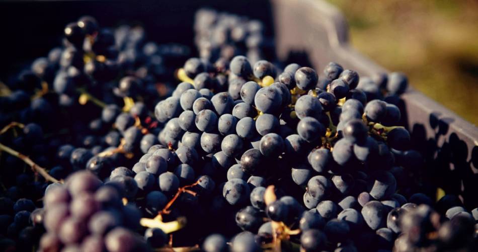 Domaine les Patys@Thierry Delassales