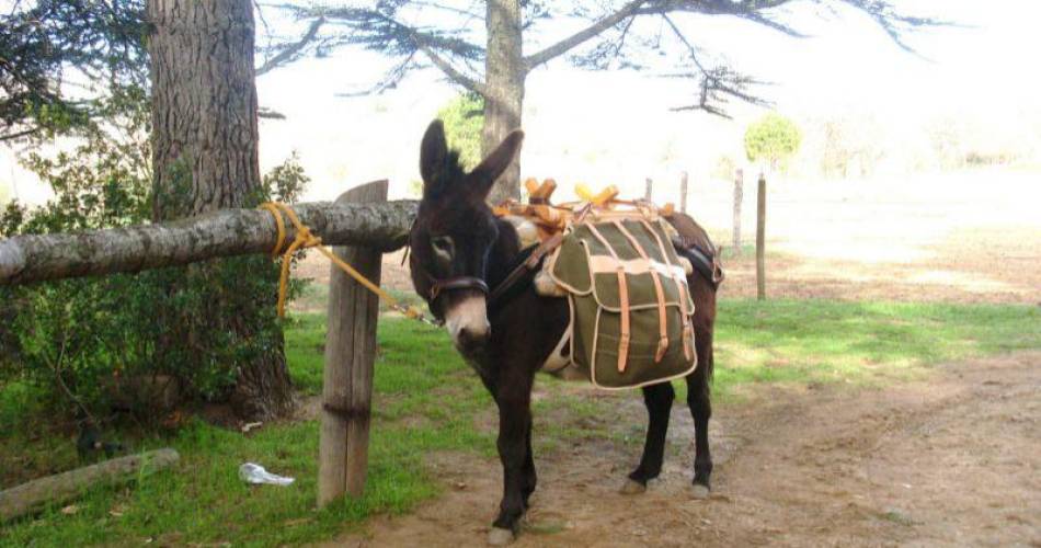 Donkey treks@Oreilles du Luberon