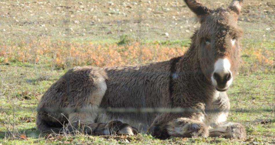 Donkey treks@Oreilles du Luberon