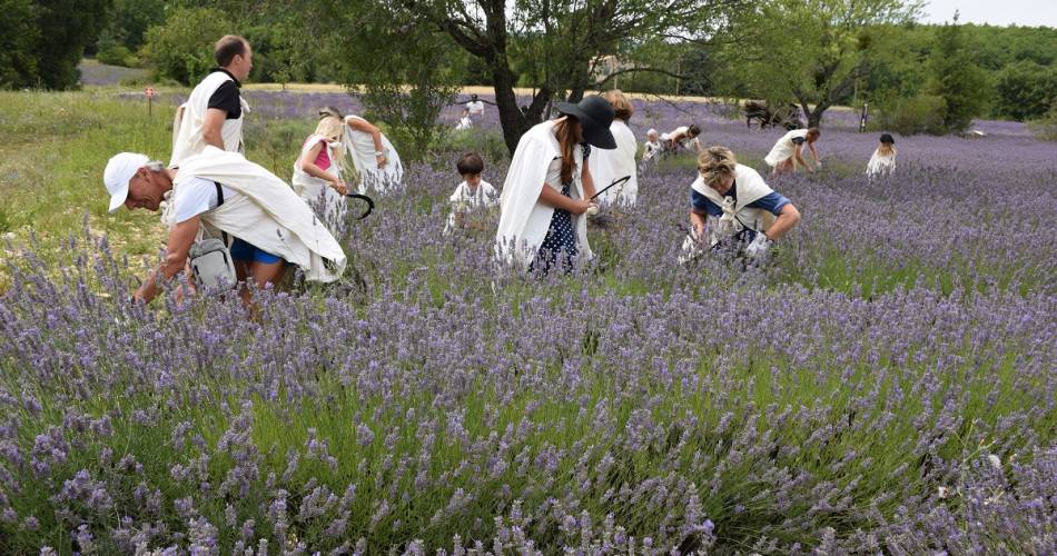 Lavender outing - step into the shoes of a lavender farmer !@Aroma'plantes