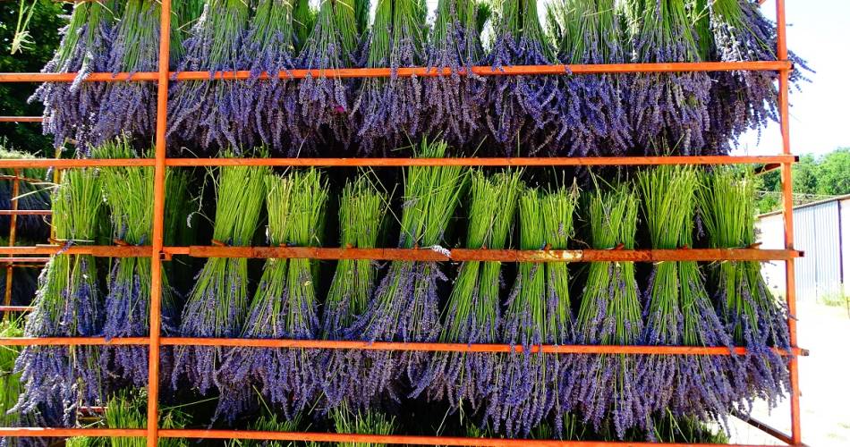 Visit the lavender farm of Champelle@S Masse