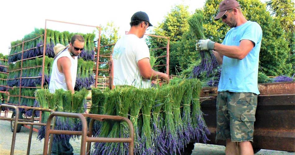 Visit the lavender farm of Champelle@S Masse