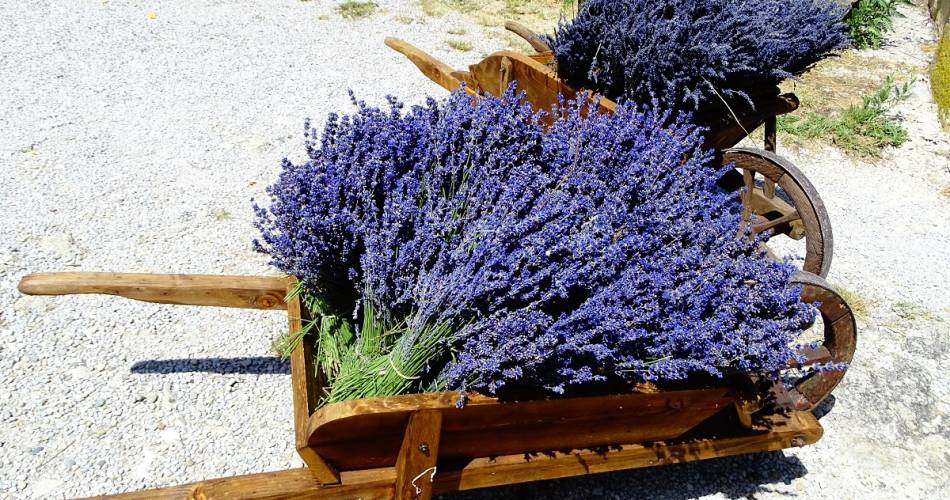 Visit the lavender farm of Champelle@S Masse