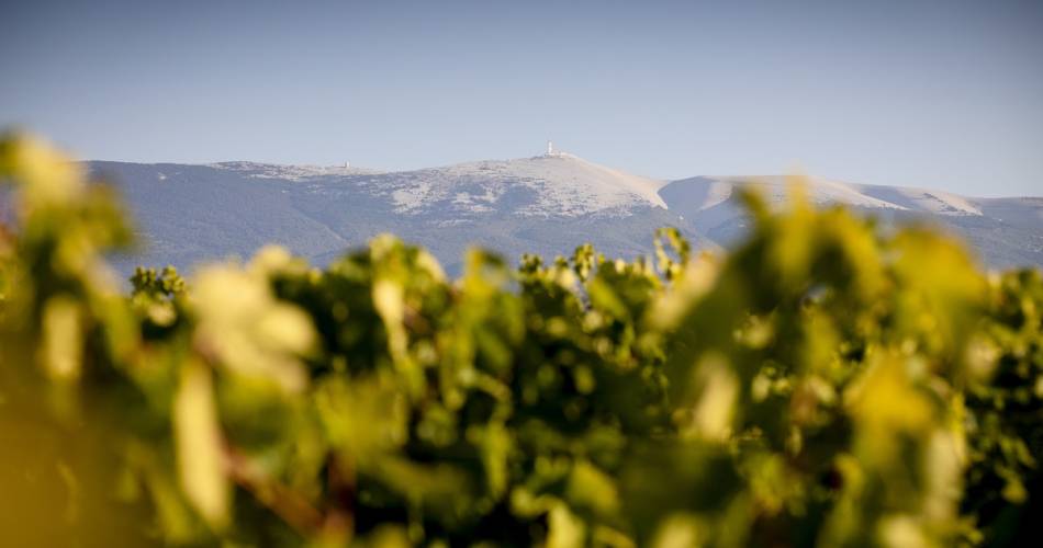 Dégustation et visite du chai de biodynamie de la cave Terraventoux@Terraventoux